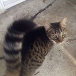Profile Picture of Michael Boatwright (@theniggawhokilledx) on Instagram
