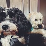 Profile Picture of whenharrymetmookie (@whenharrymetmookie) on Instagram