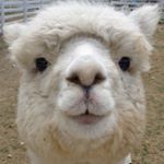 Profile Picture of ソワタナ ベラ (@harapeko_______) on Instagram