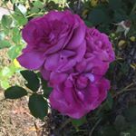 Profile Picture of Terry Duncan (@terry.duncan.7311) on Instagram