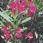 Profile Picture of Savannah Tanner (@savylayne) on Instagram