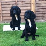 Profile Picture of Darcy & Dennis 🐾 (@adventuresofdarcyanddennis) on Instagram