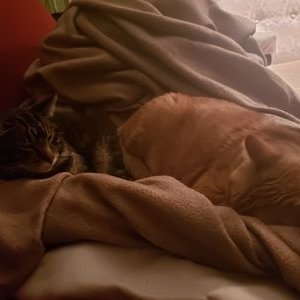 Profile Picture of Aaron Rideout (@AaronRideout2) on Twitter