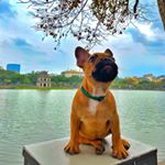 Profile Picture of 🏅Ken Ken🐾 (@french.bulldog_ken) on Instagram