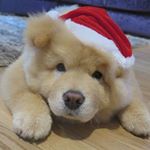 Profile Picture of Josh Chapman (@joshchapman921) on Instagram