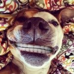 Profile Picture of jalbu (@jalbu) on Instagram