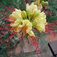 Profile Picture of Suzanne Hellyer (@suzanne-hellyer-1) on Quora