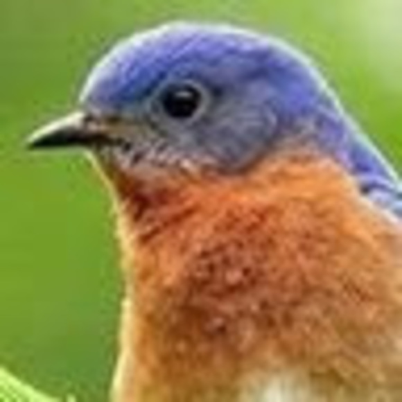 Profile Picture of Christopher Gosselin (@cairngprincipal) on Poshmark