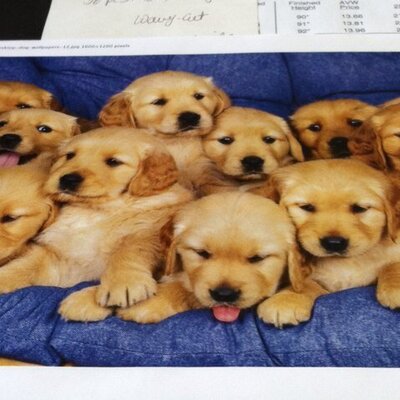 Profile Picture of Cindy Utter (@buddyrusty) on Twitter