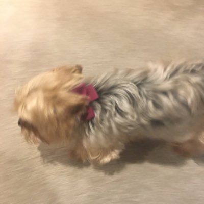 Profile Picture of Curtis Shauger (@cshauger) on Twitter