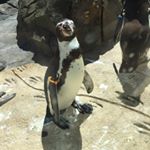 Profile Picture of Thomas Beland (@thomas_the_penguin) on Instagram