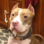Profile Picture of Danny the Biggie Baby (@danny_thepittie) on Instagram