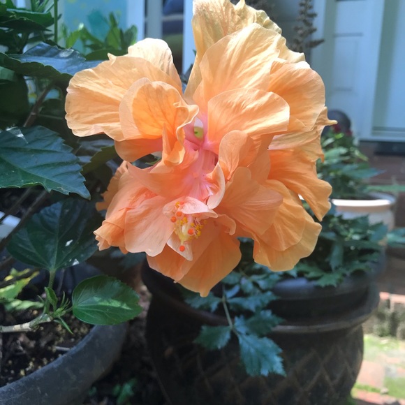 Profile Picture of Carol Hinckley (@carolhinckley) on Poshmark