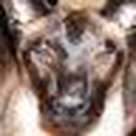 Profile Picture of Steve Tanner (@swissroll) on Flickr