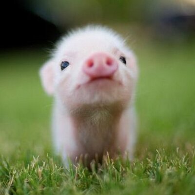 Profile Picture of Wong Ee Heng (@heng97y) on Twitter