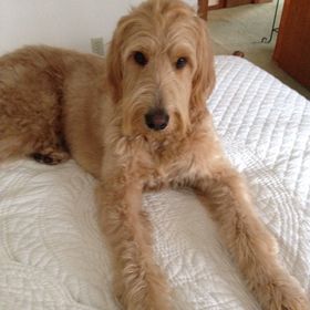 Profile Picture of Kate Canfield (@canfieldtara) on Pinterest