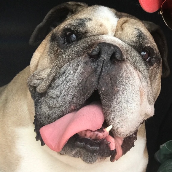 Profile Picture of Josh Challand (@jchalland) on Poshmark