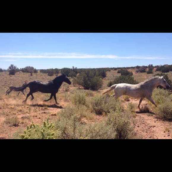 Profile Picture of Madelyn Hafner (@horsecrazy6520) on Poshmark