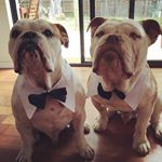 Profile Photo of Barry_the_bulldog (@barry_ray_bulldog) on Instagram