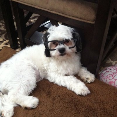 Profile Picture of Jeff Dasilva (@JeffDasilva4) on Twitter