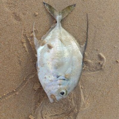 Profile Picture of Michael Seery (@mikeseery) on Twitter