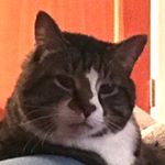 Profile Picture of Sarah Schaeffer Urscheler (@s.urscheler) on Instagram