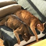 Profile Picture of ロビンとスフレ (@robin_soufriere_abyssinian) on Instagram