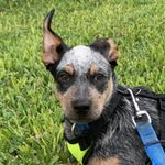 Profile Picture of MILO 🐾 Blue Heeler (@milo_australiancattledog) on Instagram