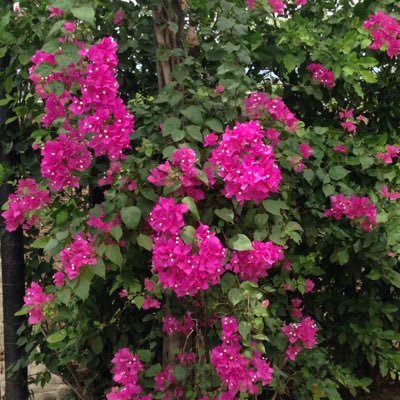 Profile Picture of Julio C. Luna (@Jucelua) on Twitter