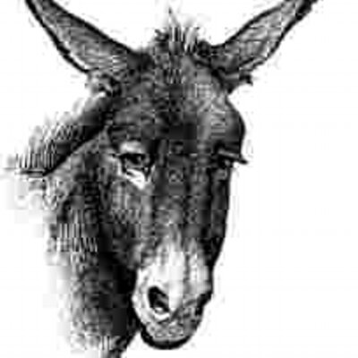 Profile Picture of Steve Bowdoin (@longtooth) on Twitter