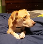 Profile Picture of Chase Gibson (@chase.gibson.214877) on Facebook