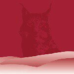 Profile Picture of Waidler Pty Ltd (@joey_heinrich) on Instagram