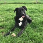 Profile Picture of Dan the Dog (@borador_dan) on Instagram