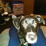 Tracy Scot Lees - Instagram Profile Picture of Tracy Scot Lees (@ts128lees) on Instagram