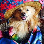 Profile Picture of Cody The Fox Faced Pomeranian (@foxfacepom) on Instagram