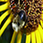 Profile Picture of Pam Harper (@harperswv) on Flickr