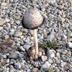 Christine Chafin - Facebook Profile Picture of Christine Chafin (@Christine-Chafin) on Facebook