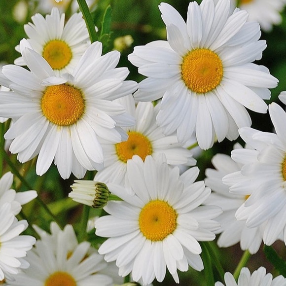 Profile Picture of Alexandra Gonzalez (@alexandra_gonz) on Poshmark