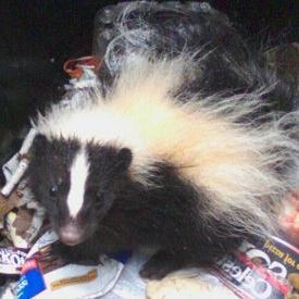 Profile Picture of Derek Armand (@DerekArmand33G) on Twitter