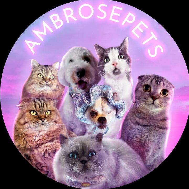 Profile Picture of Ambrosepets (@ambrosepets) on Tiktok