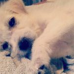 Profile Picture of Daniella Pregoner (@mariyaa_daniellaaa) on Instagram