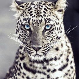 Profile Picture of Moin Shaikh (@moinshaikh5212) on Twitter