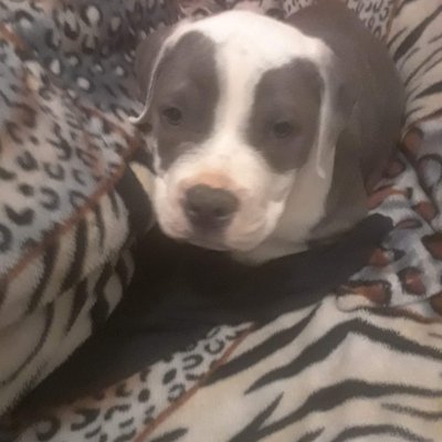 Profile Picture of Ruth Paz (@Ruthpaz92807663) on Twitter