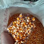 Profile Picture of Elzain Meshwa (@Elzain-Meshwa) on Facebook