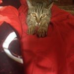 Profile Picture of John Wilson (@oleynikovatrueman) on Instagram