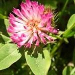 Profile Picture of Phedra (@phedrarotherywgl) on Instagram