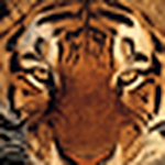 Profile Picture of Gregory Allen (@Seatiger7) on Flickr