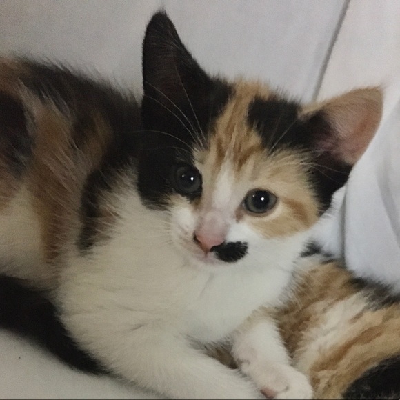 Profile Picture of Farah Alkassimi (@alkassimi) on Poshmark