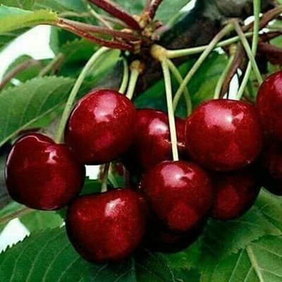 Profile Picture of Maria Carlota (@mariacarlota579) on Twitter