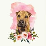 Profile Picture of Honey the Shar-pei (@sharpeihoneybun) on Instagram
